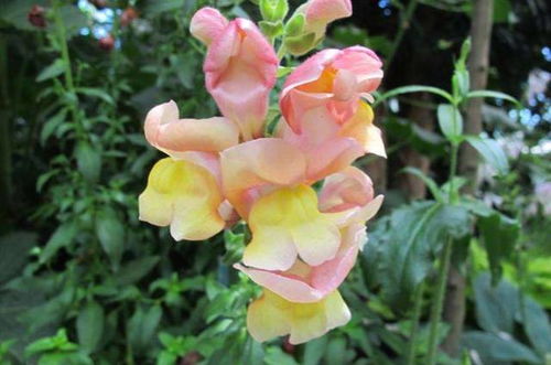 金鱼草怎么收集种子,金鱼草种子收集与繁殖技巧解析