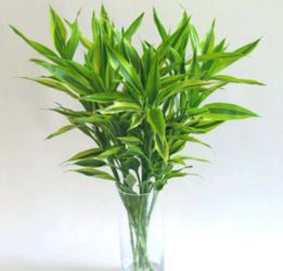 富贵竹如何培植,从选苗到养护的全方位指南
