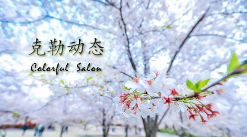 康乃馨闻一闻是什么味道,清新淡雅,沁人心脾的芬芳之旅