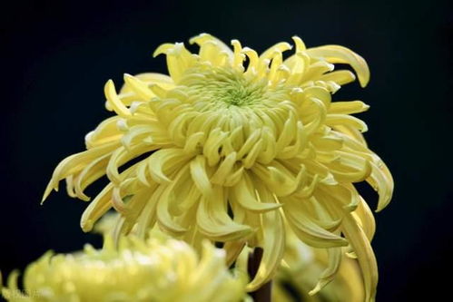 母菊花语是什么