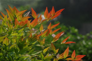 什么花在初夏开放,初夏绽放的美丽画卷
