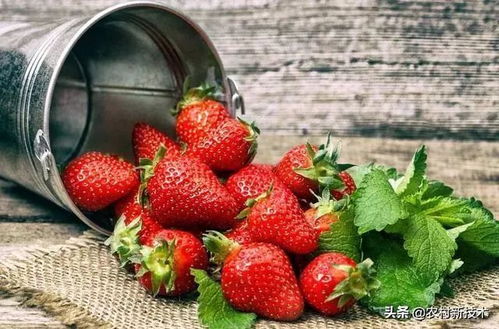 8888草莓种植,选种与育苗