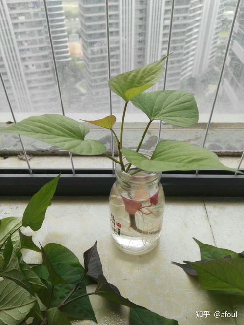 水培的植物有哪些,室内绿植新选择