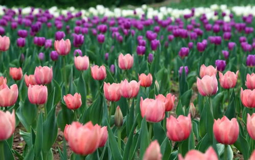 郁金香的花瓣像什么,郁金香花瓣的美丽比喻