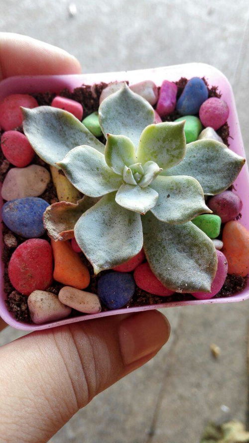 石面莲什么种植,石面莲的生态种植与繁育技术解析