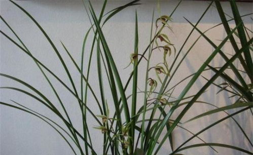 兰花出芽该怎么养护,助您培育健壮新芽