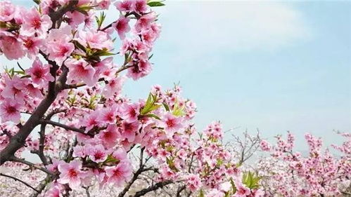 桃花什么时候会出,桃花盛开时节的诞生