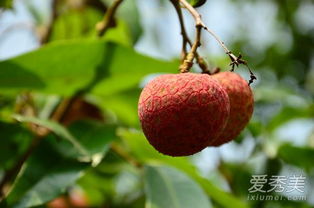 荔枝长什么样,果中珍品，色泽诱人，口感鲜美