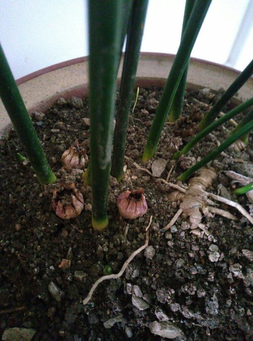 可以续根的植物有哪些,盘点那些可以续根的神奇植物
