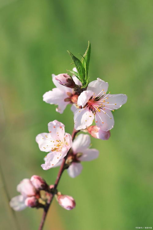 春季有哪些花,春季花卉盛开的美丽画卷
