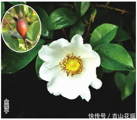 哪些植物属于花卉,花卉植物分类与鉴赏概述
