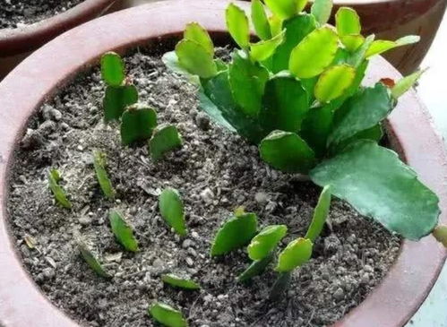 如何养蟹爪兰锦,打造美丽多色的观赏植物