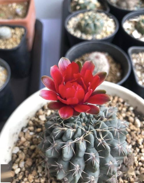 绯花玉仙人球怎么养,打造美丽多肉植物