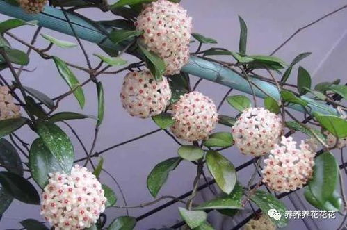 球兰应该浇什么肥料