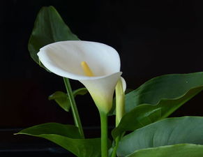 马蹄莲鲜花怎么养,从生根到绽放的呵护之道