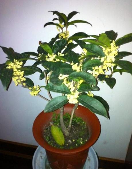 桂花怎么养才能长久,让花香持久绽放