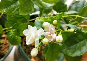 茉莉花苞为什么会掉