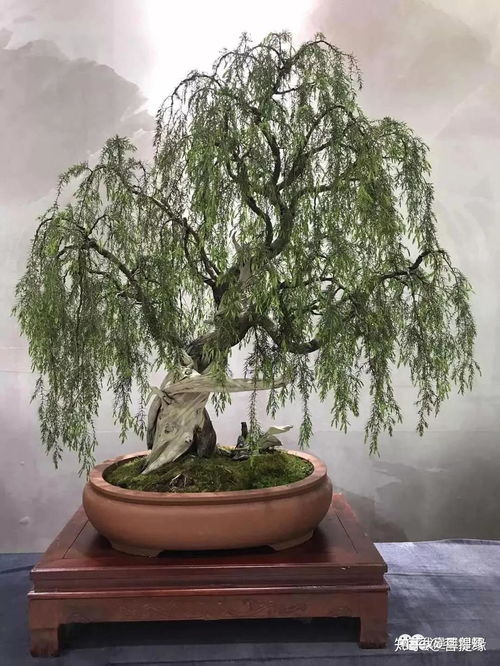 盆景枯枝如何处理,重焕生机之道