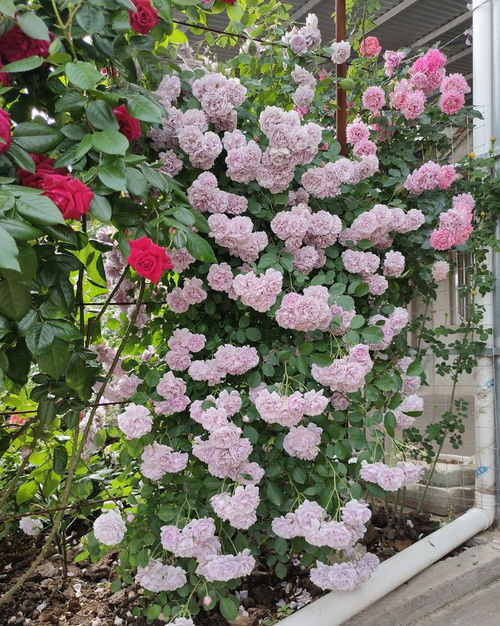 月季花树状蓝色阴雨怎么养,月季花树状