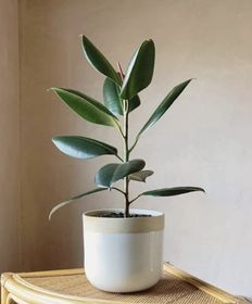 家庭梅花盆景如何养护,绽放冬日里的诗意美景