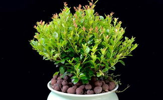 小叶赤楠昆明能种植吗视频,绿意盎然的植物小明星
