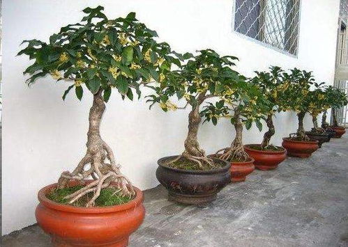 怎么栽盆栽桂花,桂花盆栽栽培技巧全解析