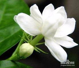 茉莉花如何修剪,塑造美丽与健康的养护秘籍