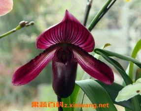 葫芦兰怎么养殖方法,轻松掌握养护技巧