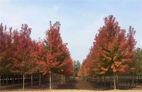 红枫家庭怎么种植,培育美丽红枫的实用技巧