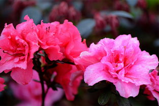 杜鹃花什么时候开,杜鹃花开时节