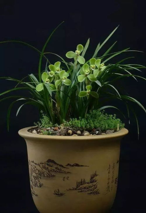 种兰花用什么盆好,揭秘兰花种植的最佳花盆选择