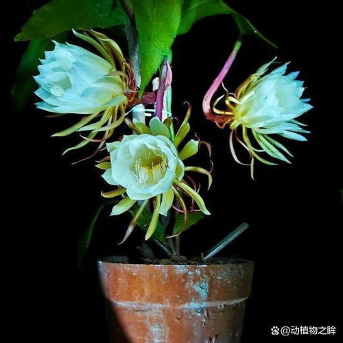 昙花什么时候开花,揭秘昙花一现的神秘时刻