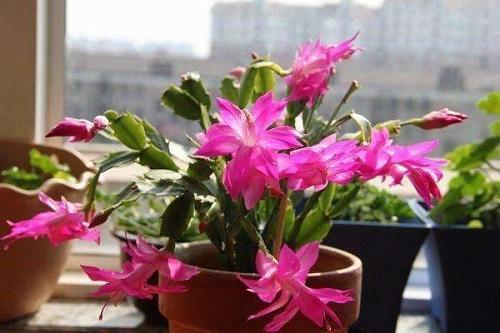 火炬花开花后怎么剪,花开后如何正确剪枝