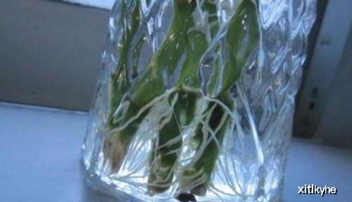 怎么自制生根水,自制生根水，轻松培育壮苗新芽