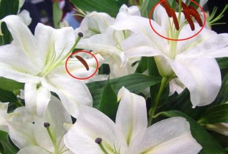 百合花能养多久,从种植到花期延长,掌握这些技巧让百合花开得更久”