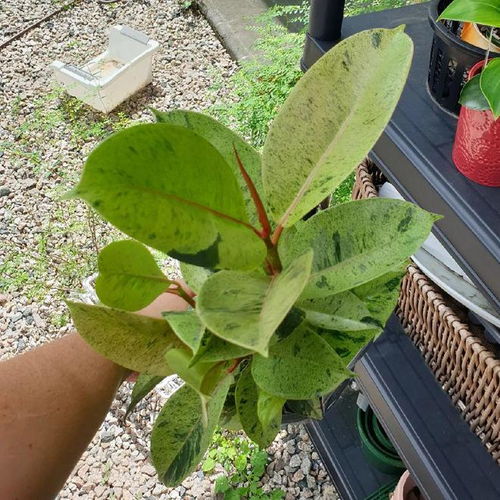 花叶榕怎么养殖,打造家居绿意盎然