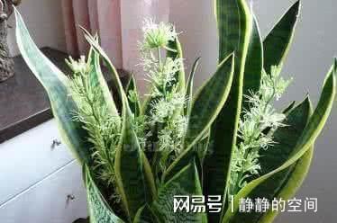虎皮兰如何养,从阳光、土壤到浇水,全方位养护指南