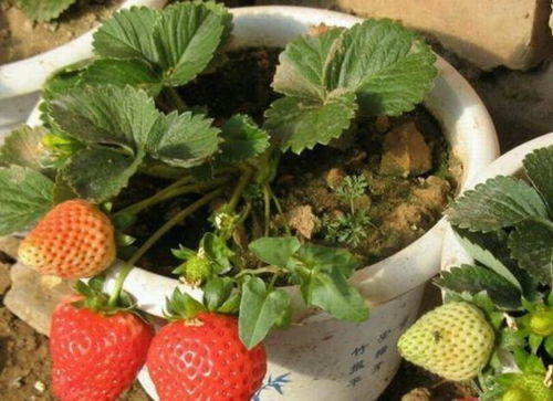 想在阳台养草莓盆栽可以吗,阳光是草莓的“小太阳”