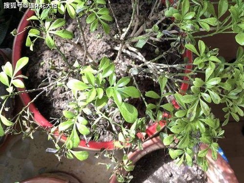 家养植物怎么施肥,家养植物科学施肥全攻略