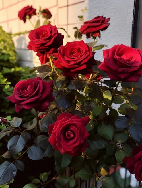 玫瑰什么时候开花,探寻玫瑰绽放的时节之谜