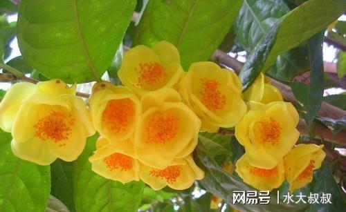 金花茶的传说有哪些,探寻千年古树的传奇故事