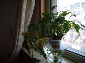 水培植物叶子发黄怎么办,水培植物叶子发黄原因及解决攻略