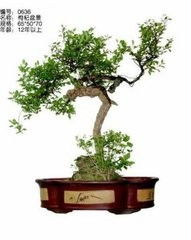 什么树桩适合做盆景