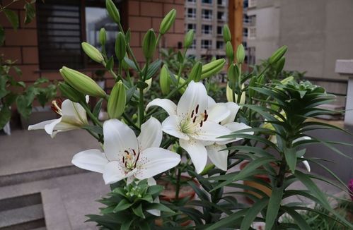 如何扦插百合花,轻松繁殖美丽花株