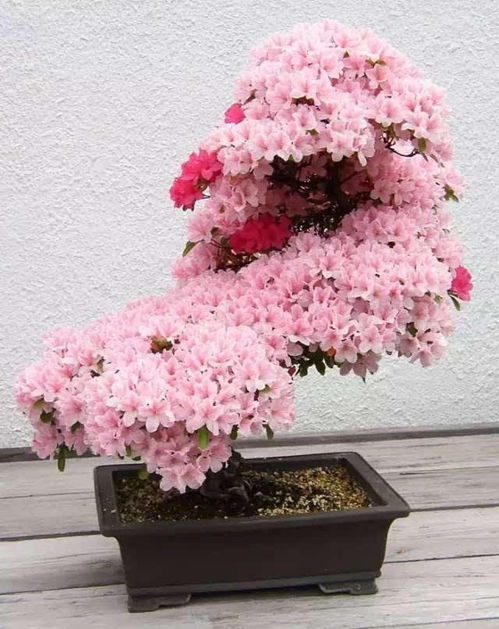 哪些盆栽漂亮,盘点十大美丽盆栽，打造家居生态美学