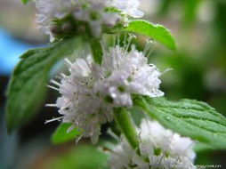 薄荷的花语是什么,永恒的爱与高尚品德的象征