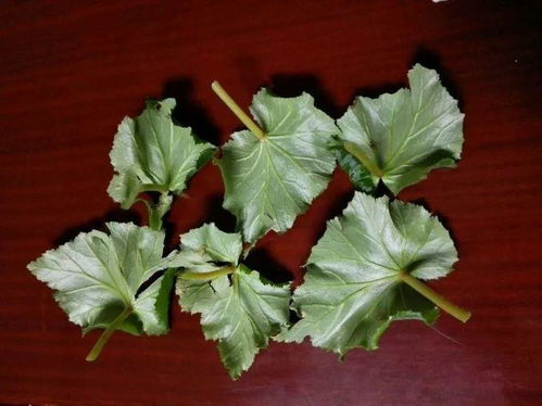 唐印的叶子怎么剪下,匠心独运的剪裁艺术
