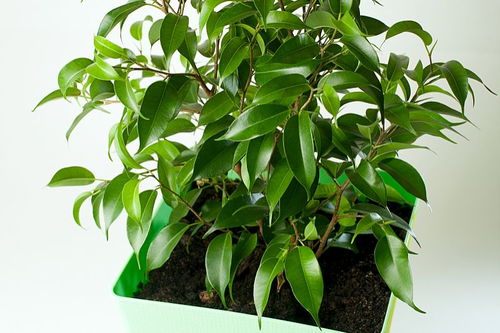 花草干叶怎么治疗,“植物干叶问题解析与救治攻略”