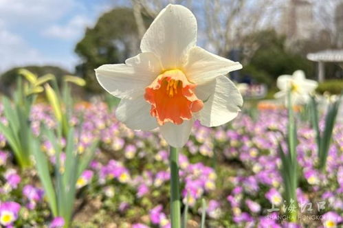 水仙花的花瓣像什么,花瓣如丝绒般柔美的自然艺术品