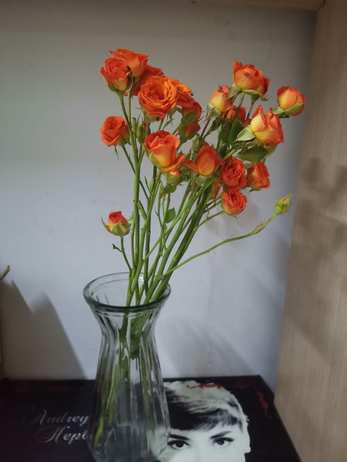 橙色芭比如何醒花,唤醒花朵的魔法之旅